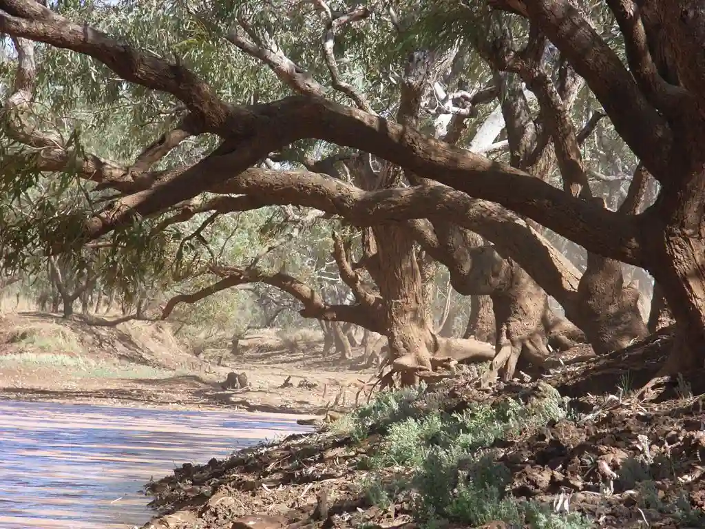 Combo Waterhole Queensland in a light dust haze. Probably the archetyp of a billabong, under the shade of a coolibah tree from the song "Waltzing Matilda" by Banjo Paterson.